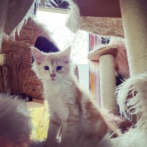 Maine-Coon-Kätzchen zu verkaufen: Achibald