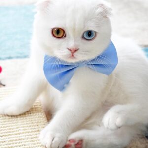 Scottish Fold Kätzchen zu verkaufen: Coco