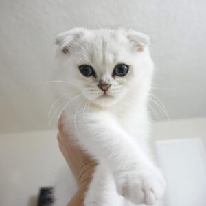 Scottish Fold Kätzchen zu verkaufen: Hiro