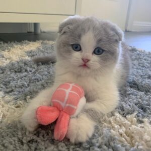 Scottish Fold Kätzchen zu verkaufen: Lucy