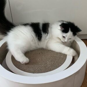 Scottish Fold Kätzchen zu verkaufen: Mimi