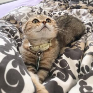 Scottish Fold Kätzchen zu verkaufen: Rex