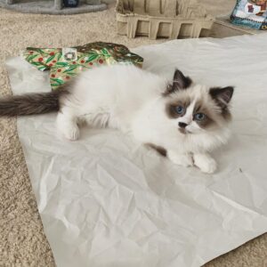 Ragdoll-Kätzchen zu verkaufen: Sawyer