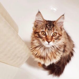 Maine-Coon-Kätzchen zu verkaufen: Yoko