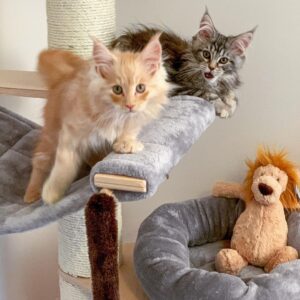 Maine-Coon-Kätzchen zu verkaufen: Ziggy and Dusty