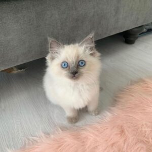 Ragdoll-Kätzchen zu verkaufen: Beer