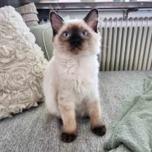 Ragdoll-Kätzchen zu verkaufen : Durby