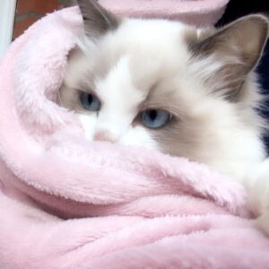 Ragdoll-Kätzchen zu verkaufen: Layti