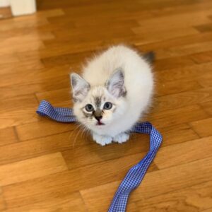 Ragdoll-Kätzchen zu verkaufen: Leo