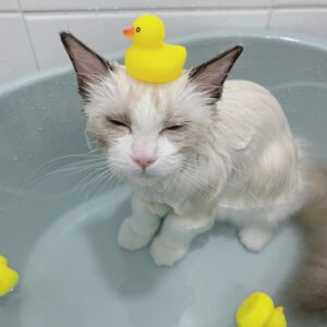 Ragdoll-Kätzchen zu verkaufen : Monet